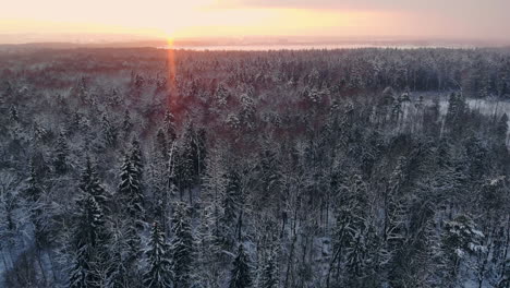 Luftflug-Eines-Winterwaldes.-Beim-Flug-über-Die-Verschneiten-Wälder-Geht-Die-Sonne-Orange-über-Den-Weißen-Bäumen-Unter